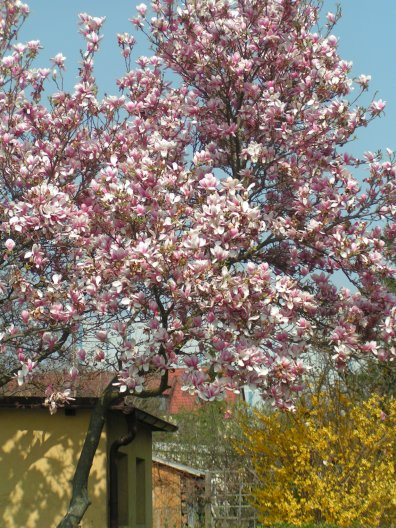 Magnolie